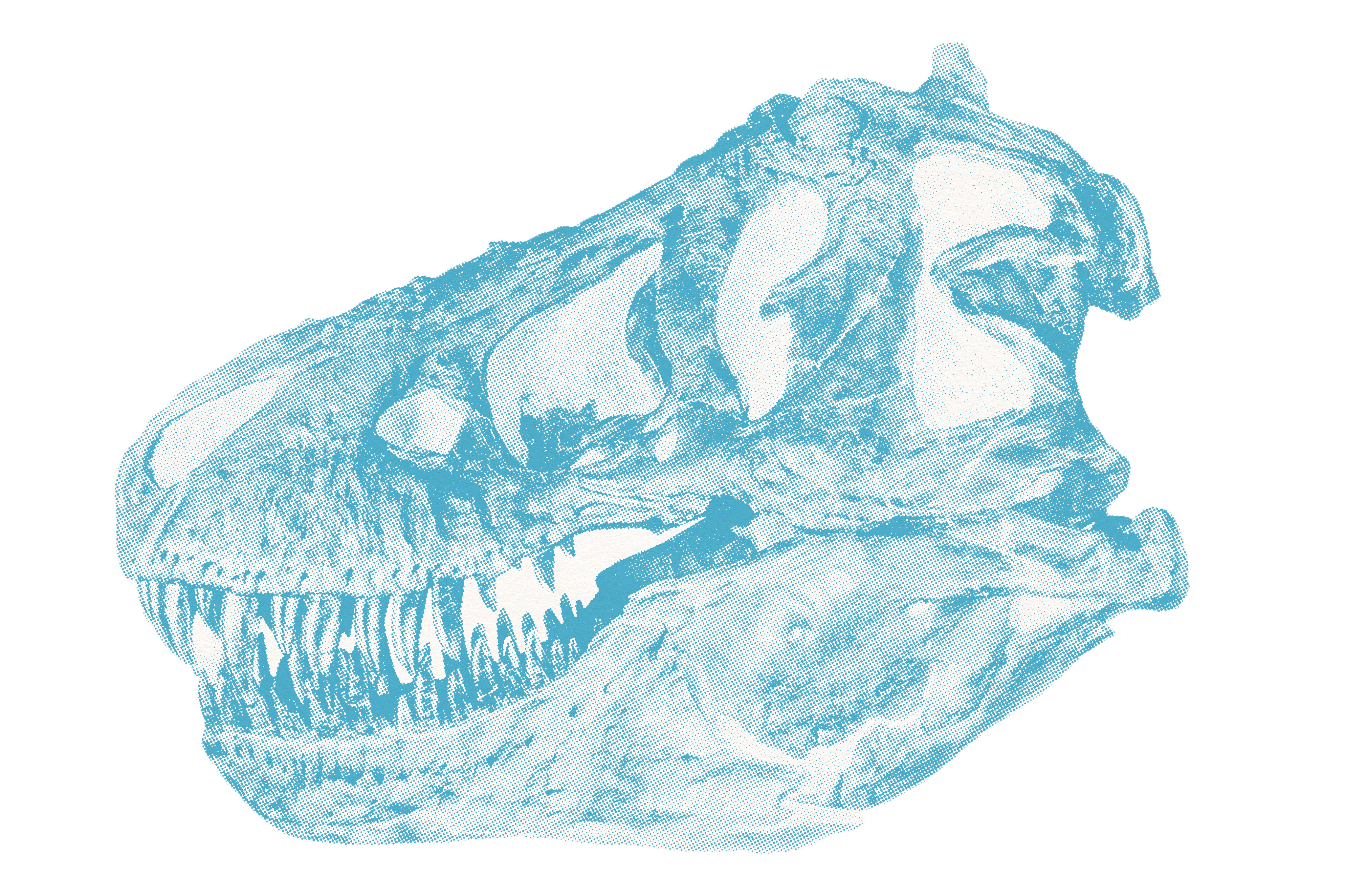 Dinosaur skeleton illustration